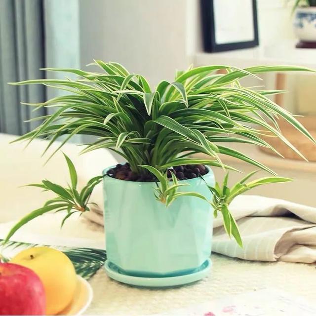 我国国花是什么花，中国国花是什么花（中国国花是什么花）