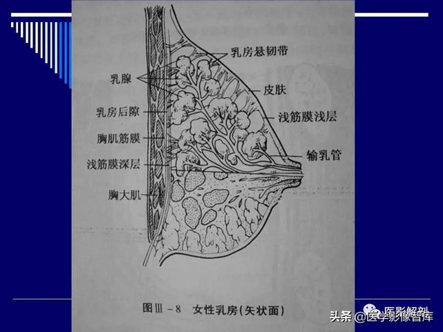 乳房解剖学基础知识，乳腺解剖及乳腺各病变影像诊断与鉴别