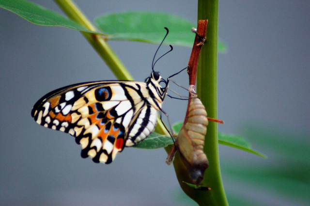 蝴蝶生活习性，蝴蝶王国（蝴蝶的生活环境和特点）