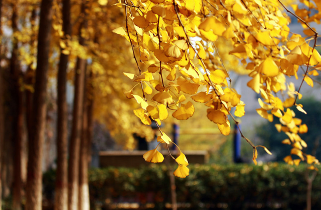 冬夜诗词，冬夜诗词原创（为爱深红似落花）