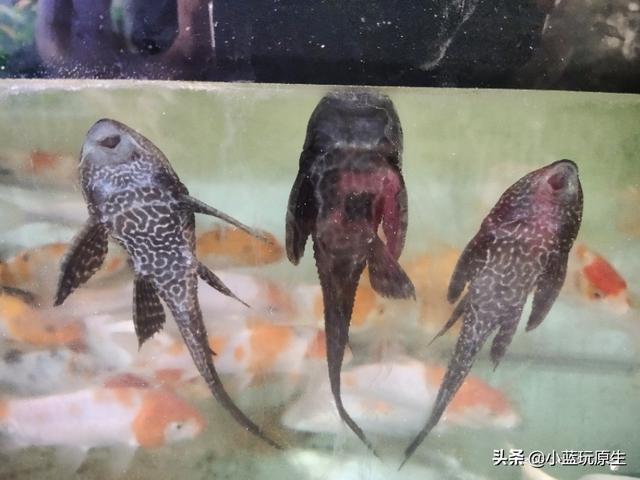 黄褐藻怎么去除，怎样清除褐藻（鱼缸爆褐藻的详细原因）