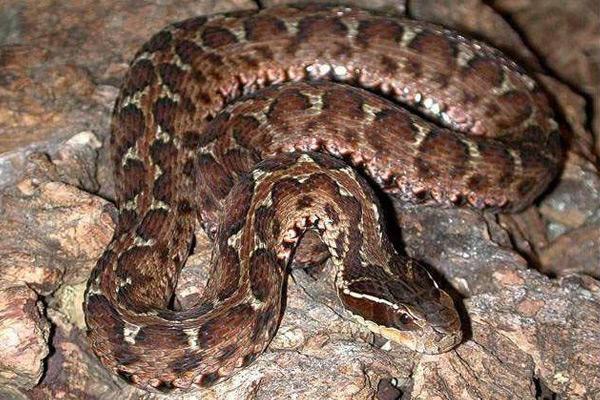 中国十大毒蛇排名(看看中国最毒的蛇是什么蛇?) - 生活 - 爱宁信息网