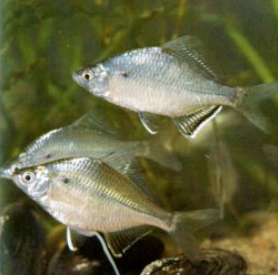 三叶唇鱼介绍，双唇鱼学名叫什么（鱼类：中国淡水鱼类图谱）