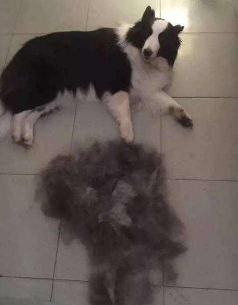 边境牧羊犬智商，边境牧羊犬智商高吗（“智商界老大”边境牧羊犬）