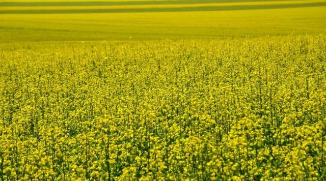 油菜花开的唯美句子有哪些，油菜花开的唯美句子有哪些三年级（金色耀眼，如绚烂花毡）