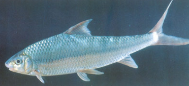 三叶唇鱼介绍，双唇鱼学名叫什么（鱼类：中国淡水鱼类图谱）