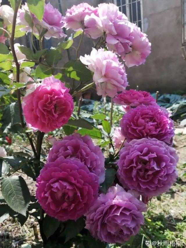 花色鲜艳又浓香的月季品种，浓香四溢的6款月季