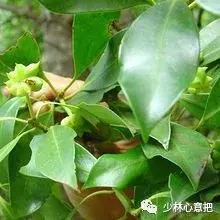 白牛胆的功效与作用，白牛胆的功效与作用禁忌（中药图片大全与功效）