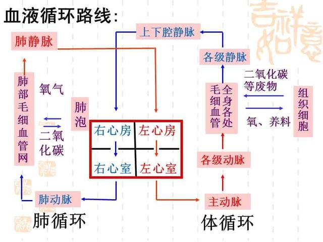 无头苍蝇是什么意思，把自己的头拧下来玩