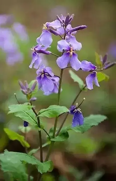 各种花开放的时间（100种常见花的花开时间附图）