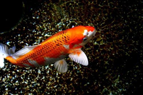 梦见麻雀是什么意思，女人梦见麻雀是什么意思（各种胎梦，你做过哪些呢）