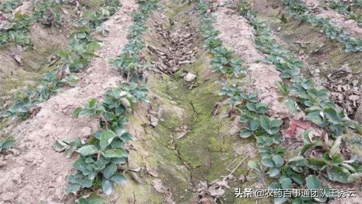 青苔怎么快速清除，怎么清除青苔最快（菜农朋友可用这2招除去）