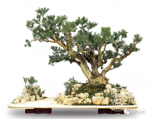 黄杨木盆景养护注意事项，怎样养黄杨木盆景（一组黄杨盆景精品欣赏）