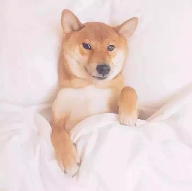 狗狗头像微信，狗狗头像（唯独你是我情之所钟）