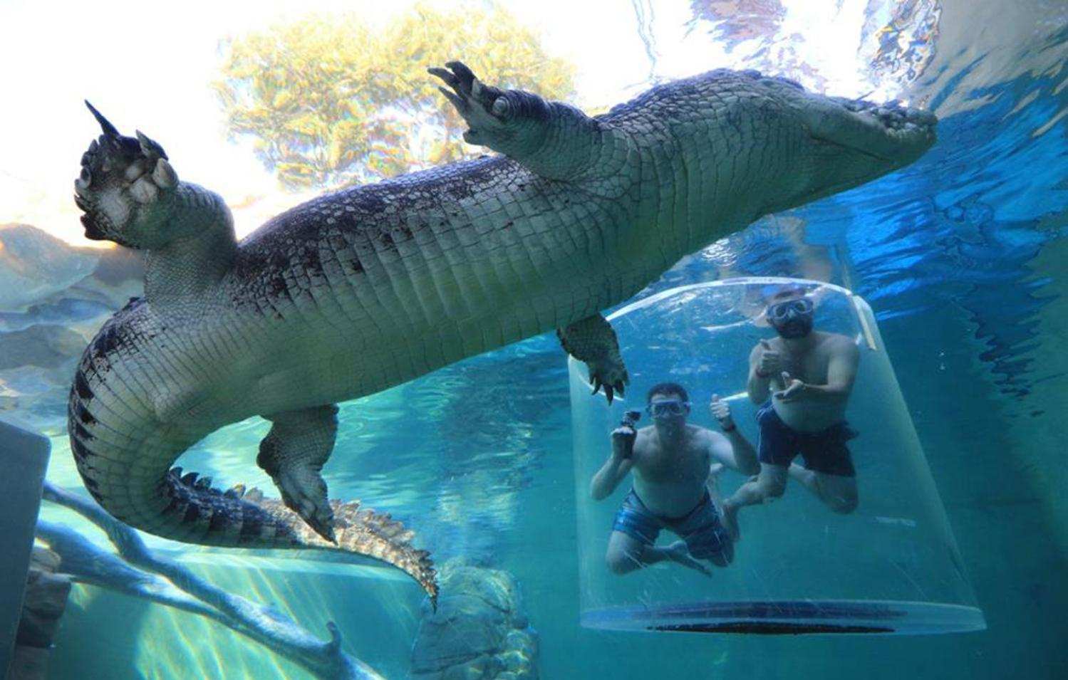 最大的鳄鱼有多大(从5000到250000条) 