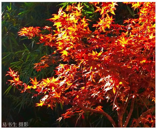 卖萌日是几月几号，卖萌什么时候出现的（师利国：生日扎堆的十月）