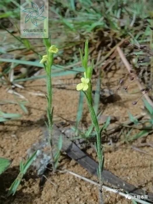 独脚柑,能健脾开胃,促消化(独脚柑图片 独脚柑的功效与作用)