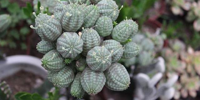 神奇的植物有哪些，世界上最神奇的植物（十种奇特的自然界植物）