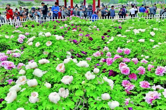 洛阳市的市花是什么，洛阳市花是什么（关于它的这些知识要知晓）