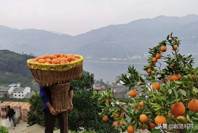 伦晚为什么叫伦晚，为什么叫伦晚（除了像它的名字一样）
