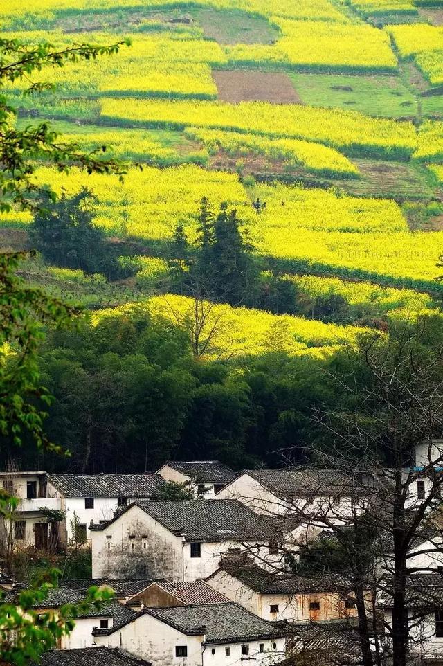 油菜花开的季节，适合家庭室内养的花与绿植（2019年全国油菜花开放时间表）