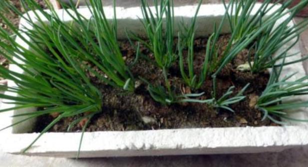 家庭小葱种植方法，小葱种植方法家庭版（一年四季郁郁葱葱）