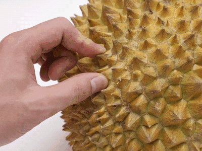 长柄猫山王的介绍，长柄猫山王是什么品种（属榴莲狂热粉的先上车）