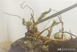 种植迷你矮珍珠的方法，矮珍珠怎么种植方法（4种正确栽种方法）