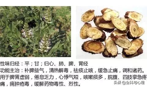 鸡肠风的功效与作用，史上最全中草药图谱