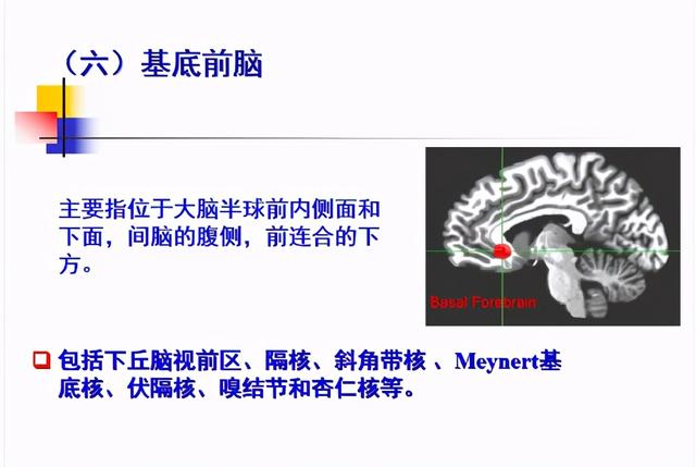 大脑杏仁体解剖图，高清大脑解剖图谱