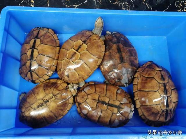 石金钱龟养殖前景，现在养石金钱龟前景好吗（龟市预测：未来三年内）