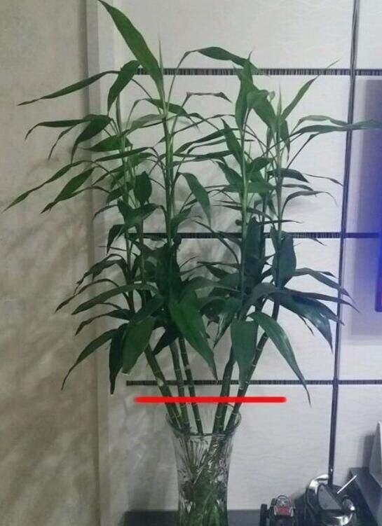 富贵竹怎么修剪，富贵竹如何修剪根部（“剪一剪”给点料）