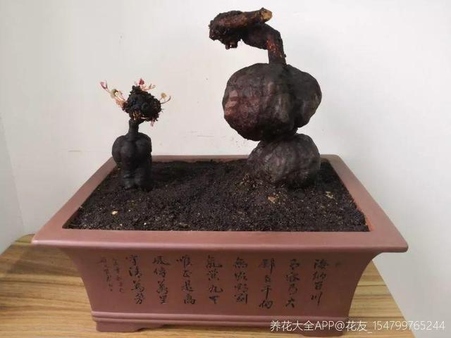 枸杞根的功效与作用，枸杞根的作用与功效（明年呼呼长成小盆栽）