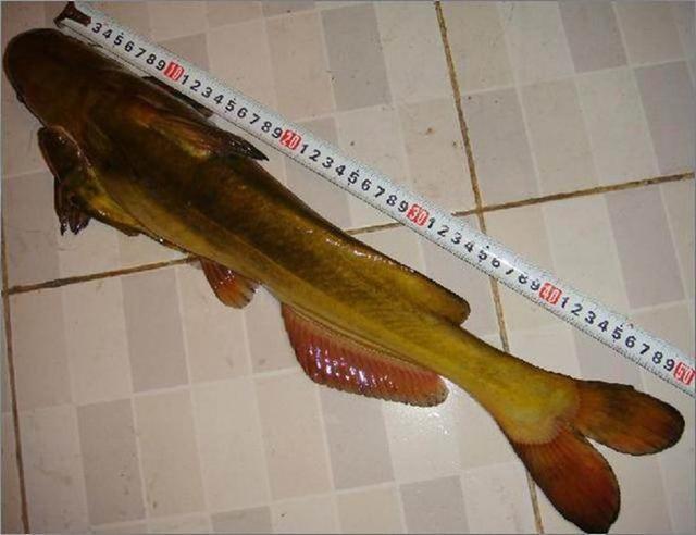 今日黄辣丁价格表，要注意些什么问题（黄河“巨型黄辣丁”被人钓起）