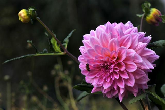 日本的花和花语，日本兰花花语（200种花卉的花语汇总）