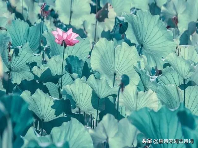 关于亲情的诗句，关于亲情的诗句和赏析（每一种情都让人无法割舍）