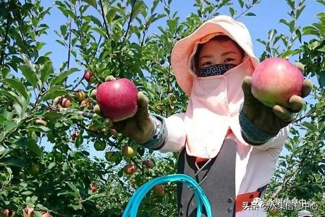 果蜜是什么，柠檬果蜜是什么（走进日本苹果第一大县“青森县”）