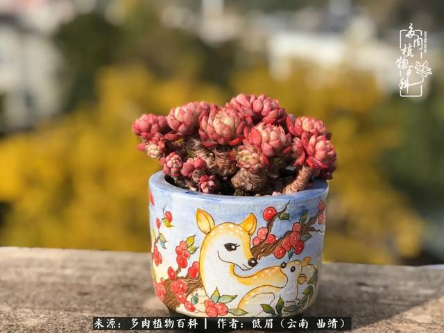 很丧很失望——低眉.，皱着眉头哭丧（陪你度过寒冷的圣诞平安夜图片）