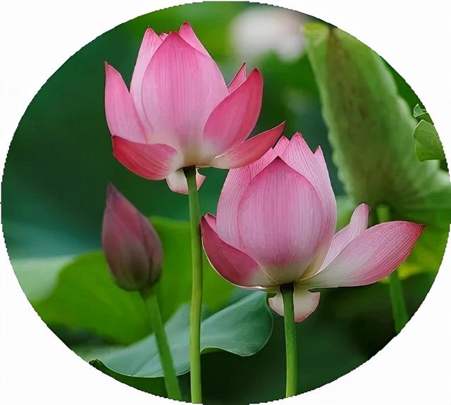 花朵风景头像 十里微信，花朵风景头像 十里（色彩缤纷的花朵图片）