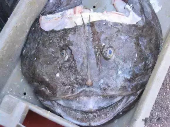 请问清炸小扒皮鱼的做法，炸小剥皮鱼的做法大全（今后再也不怕不认识海鲜了）