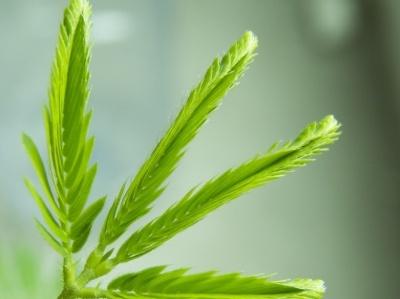 含羞草介绍，含羞草的特点与外貌描写（含羞草怎么种植方法）