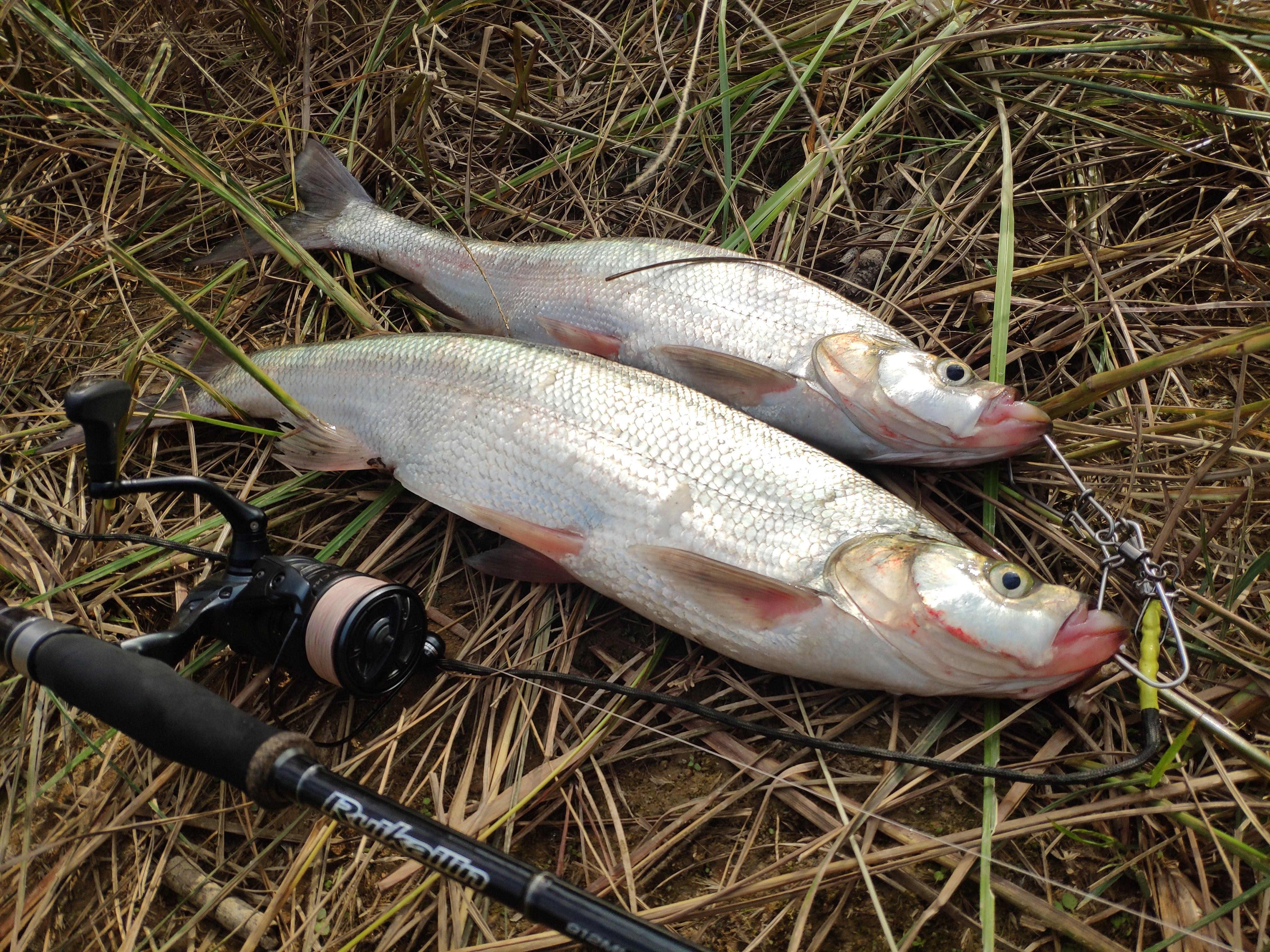 路亚翘嘴技巧教学视频(路亚翘嘴) - 去钓鱼