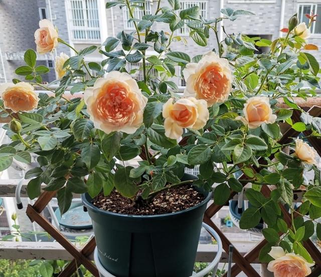 月季花图片,月月红月季花图片(100个月季品种)