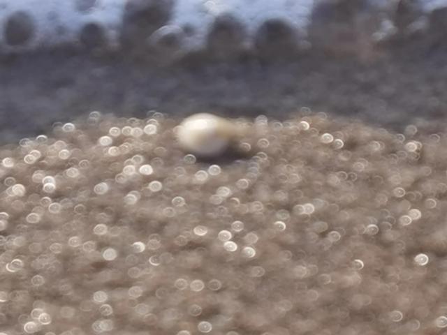 南戴河黄金海岸，南戴河有什么好玩的地方（南戴河黄金海岸的荒凉与美丽同在）