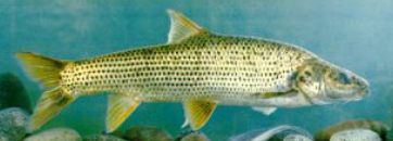 三叶唇鱼介绍，双唇鱼学名叫什么（鱼类：中国淡水鱼类图谱）