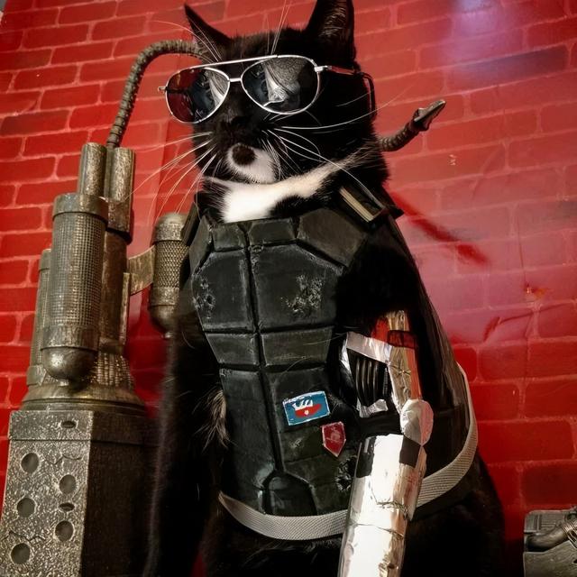 小猫咪 可爱图，小猫图片大全可爱图片大全图片（21张“搞笑”的猫咪图片）