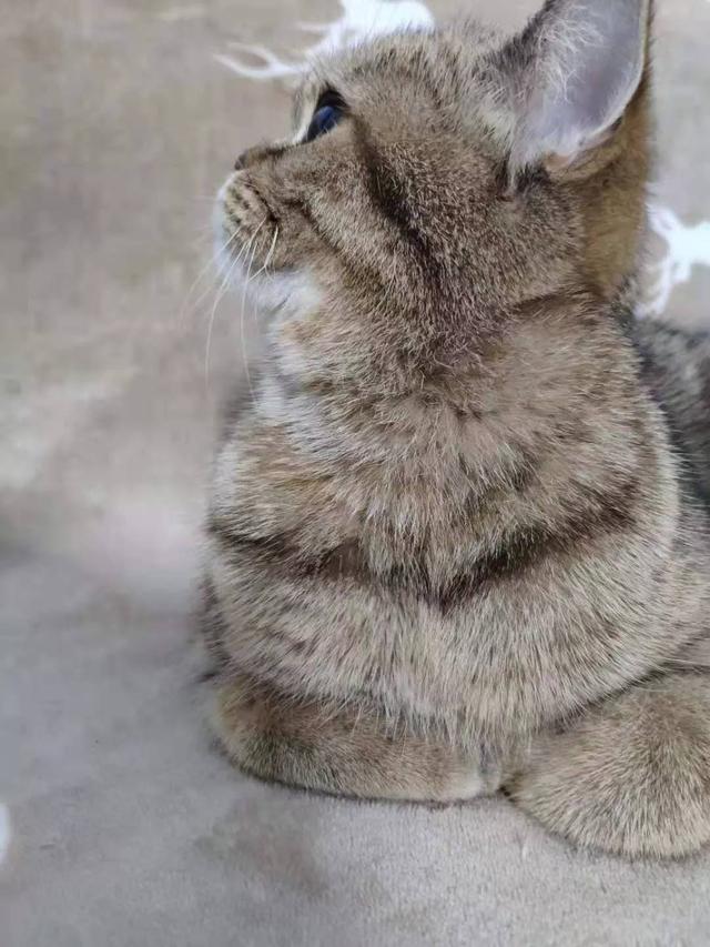 故宫最胆小御猫，我们只是惊呼是不够的
