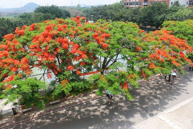 广州康大职业学院，广州康大职业技术学院在青海招生人数、录取分数线、位次[2022招生计划]（广东大学巡礼-广州康大职业技术学院）