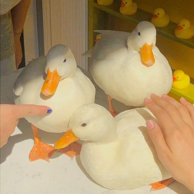 可爱捏，卡哇伊ฅฅ，微信头像，可爱捏，卡哇伊ฅฅ（可爱头像，卡哇伊！）