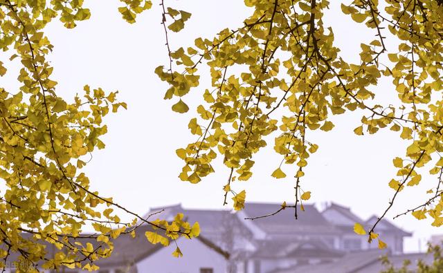 浅陌是什么意思，深陌是什么意思（跌落岁月故纸的信笺）